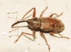 Dorytomus sp.