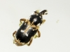 Eremobaris picturata Schoenherr, 1849 Eremobaris picturata Schoenherr, 1849