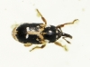 Eremobaris picturata Schoenherr, 1849 Eremobaris picturata Schoenherr, 1849