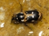 Eremobaris picturata Schoenherr, 1849 Eremobaris picturata Schoenherr, 1849