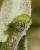 Gymnetron sp. Gymnetron sp.