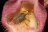 Gymnetron sp. Gymnetron sp.