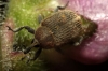 Gymnetron sp. Gymnetron sp.