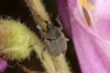 Gymnetron sp. Gymnetron sp.