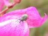 Gymnetron sp. Gymnetron sp.