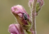 Gymnetron sp. Gymnetron sp.