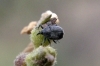 Gymnetron sp. Gymnetron sp.