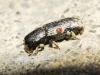 Hylastes linearis Erichson, 1836 Hylastes linearis Erichson, 1836