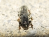 Hylastes linearis Erichson, 1836 Hylastes linearis Erichson, 1836