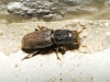Hylastes linearis Erichson, 1836 Hylastes linearis Erichson, 1836