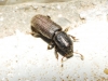 Hylastes linearis Erichson, 1836 Hylastes linearis Erichson, 1836