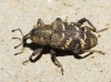 Hylobius abietis (Linnaeus, 1758)