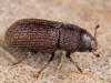 Hylurgops palliatus Hylurgops palliatus