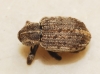 Hypera sp. Hypera sp.