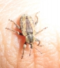 Hypera sp. Hypera sp.