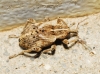 Hypera sp.