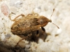 Hypera sp. Hypera sp.