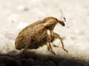 Hypera sp. Hypera sp.