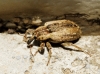 Hypera sp. Hypera sp.