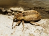 Hypera sp. Hypera sp.