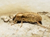 Hypera sp. Hypera sp.