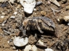 Hypera sp. Hypera sp.