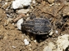 Hypera sp. Hypera sp.