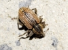 Hypera sp. Hypera sp.