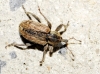 Hypera sp. Hypera sp.