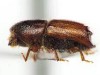 Ips acuminatus Ips acuminatus