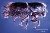 Ips sexdentatus Ips sexdentatus