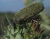 Larinus sp. Larinus sp.