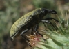 Larinus sp. Larinus sp.