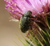Larinus sp. Larinus sp.