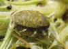Larinus sp. Larinus sp.