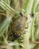 Larinus sp. Larinus sp.