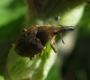 Larinus sp. Larinus sp.