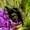 Larinus turbinatus Larinus turbinatus