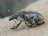 Larinus vulpes (Olivier, 1807)