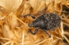 Larinus australis? Larinus australis?