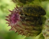 Larinus sp. Larinus sp.