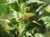 Larinus sp. Larinus sp.