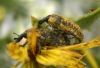Larinus sp. Larinus sp.