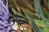 Larinus sp. Larinus sp.