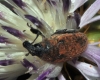 Larinus sp. Larinus sp.