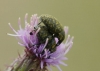 Larinus turbinatus Larinus turbinatus