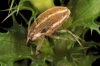 Larinus ursus Larinus ursus