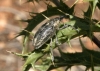 Larinus ursus Larinus ursus
