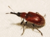 Lasiorhynchites coeruleocephalus (Schaller, 1783)