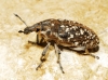 Leucomigus tesselatus (Fairmaire, 1849)